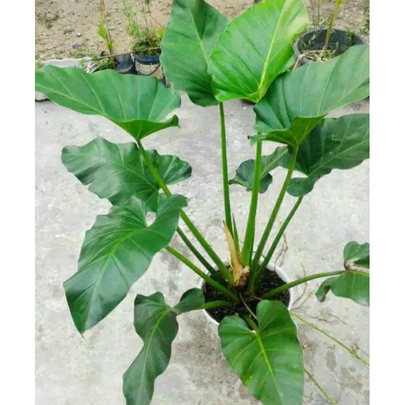 pilo marbel/ bibit tanaman hias pilo marbel/ pohon pilo