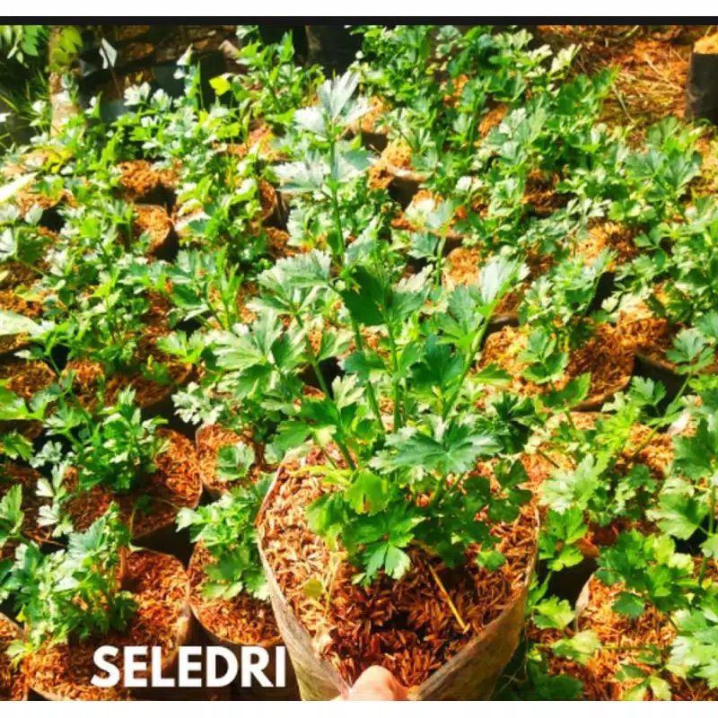 Tanaman Seledri - Pohon Seledri - Tanaman Herbal
