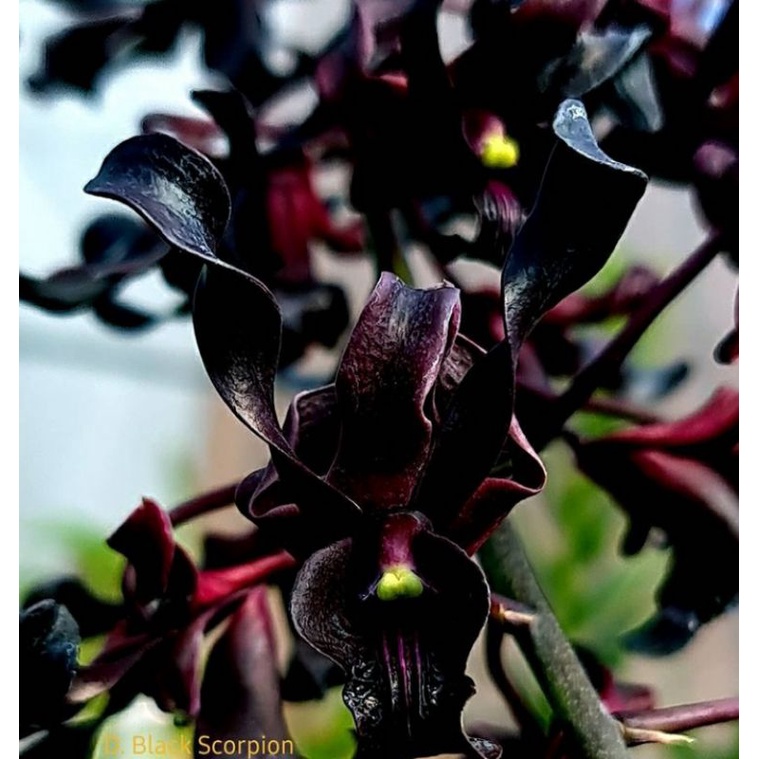 anggrek dendrobium Black Spider seedling