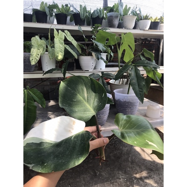 white knight philodendron