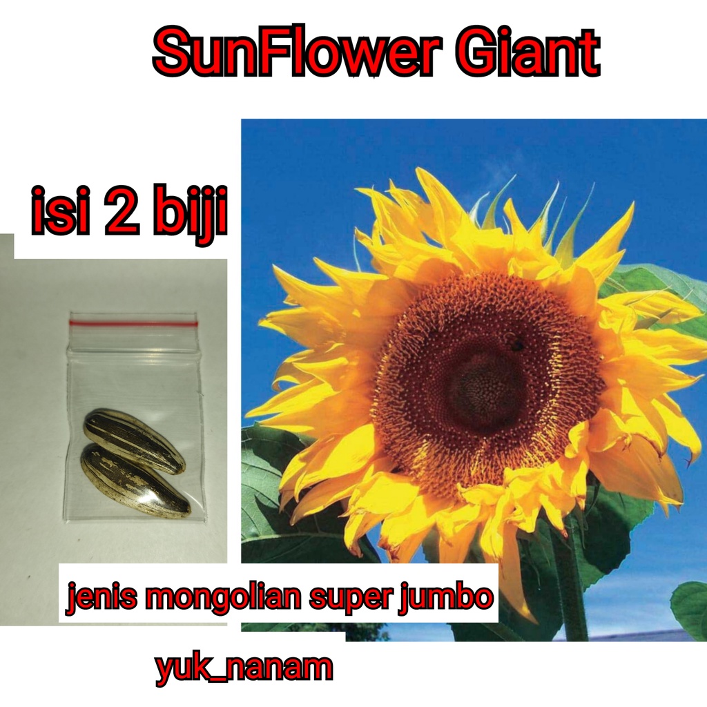 2 Bibit Bunga Matahari Jumbo Super Besar Benih Sunflower Giant Jenis Mongolian Import Unggul Kualita