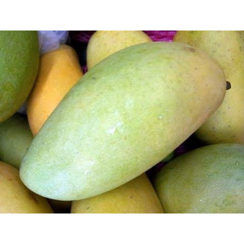 

Mangga Budi Raja Manis 1 Kg