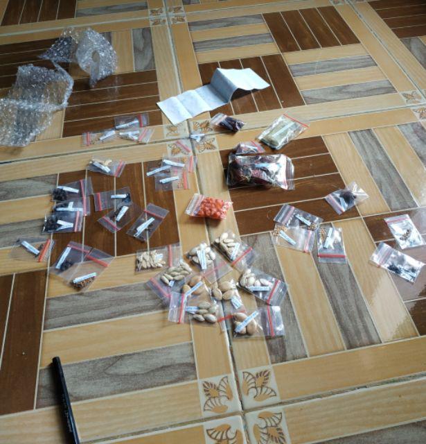 Biji/benih/bibit Tanaman Labu Parang (10 Biji)