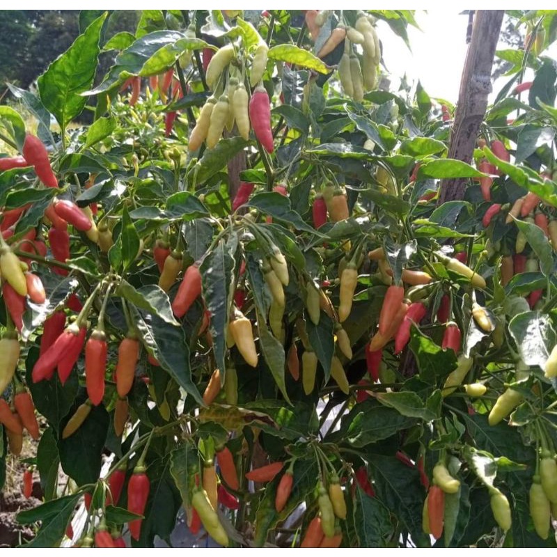 Benih cabe PRENTUL ORIRAME F1 isi 5gram