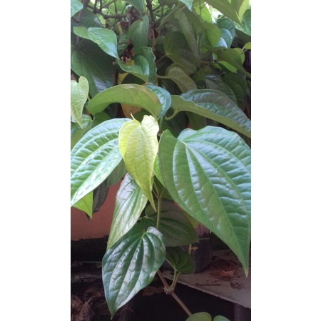 

Daun sirih