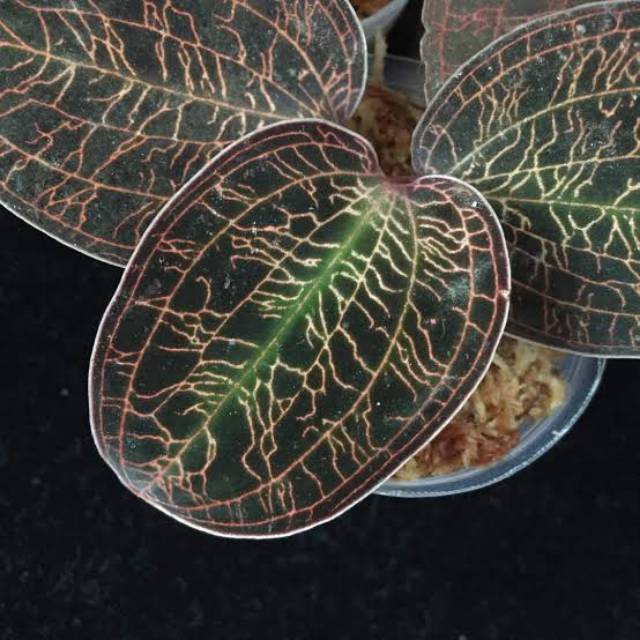 jewel orchid macaudes macodes anggrek permata satu batang Kode 53