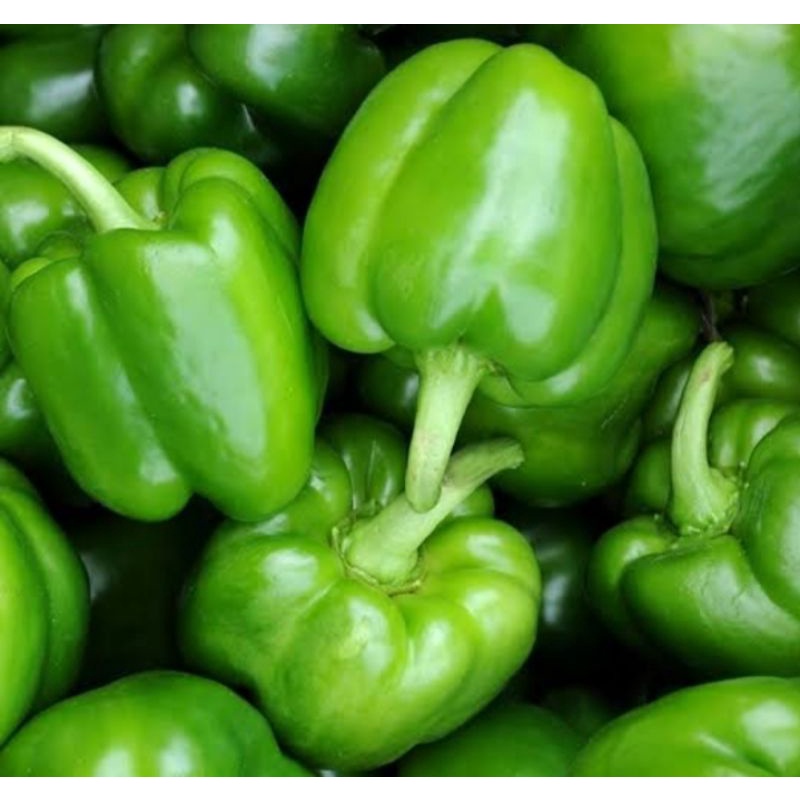 

paprika hijau perbuah