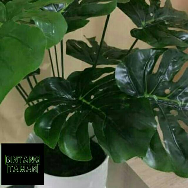 Tanaman hias Monstera Jumbo-Monstera jumbo