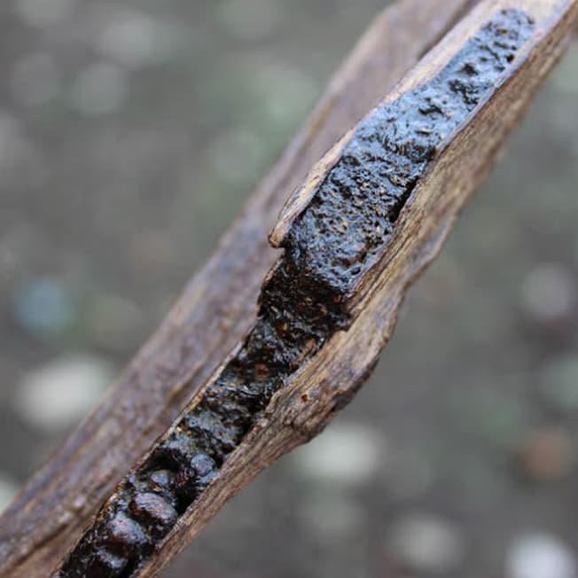 Zavr Jen 5 Ml Agarwood Aetoxylon Essential Oil - Minyak Gaharu Buaya Murni Y65B