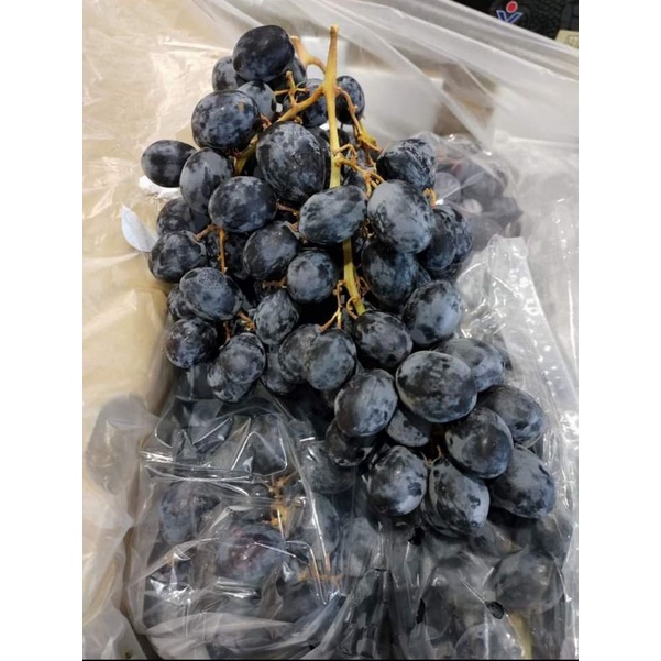 

Anggur Autum Afrika per Box 4,5 kg