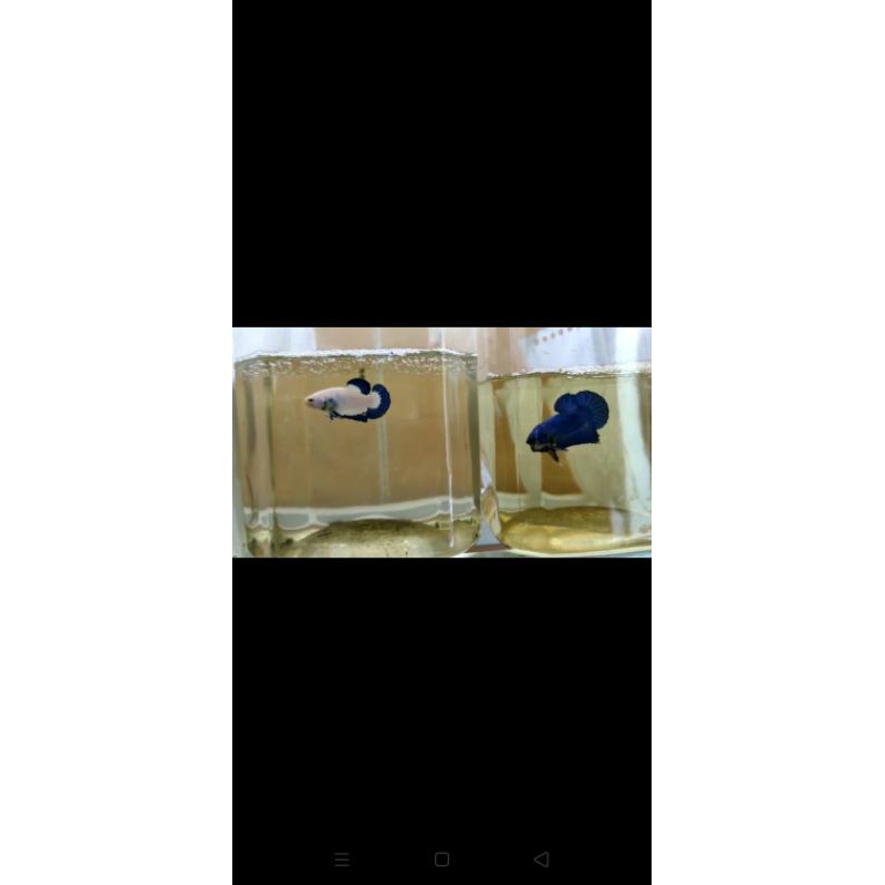 Blue_Rim_ikan_cupang