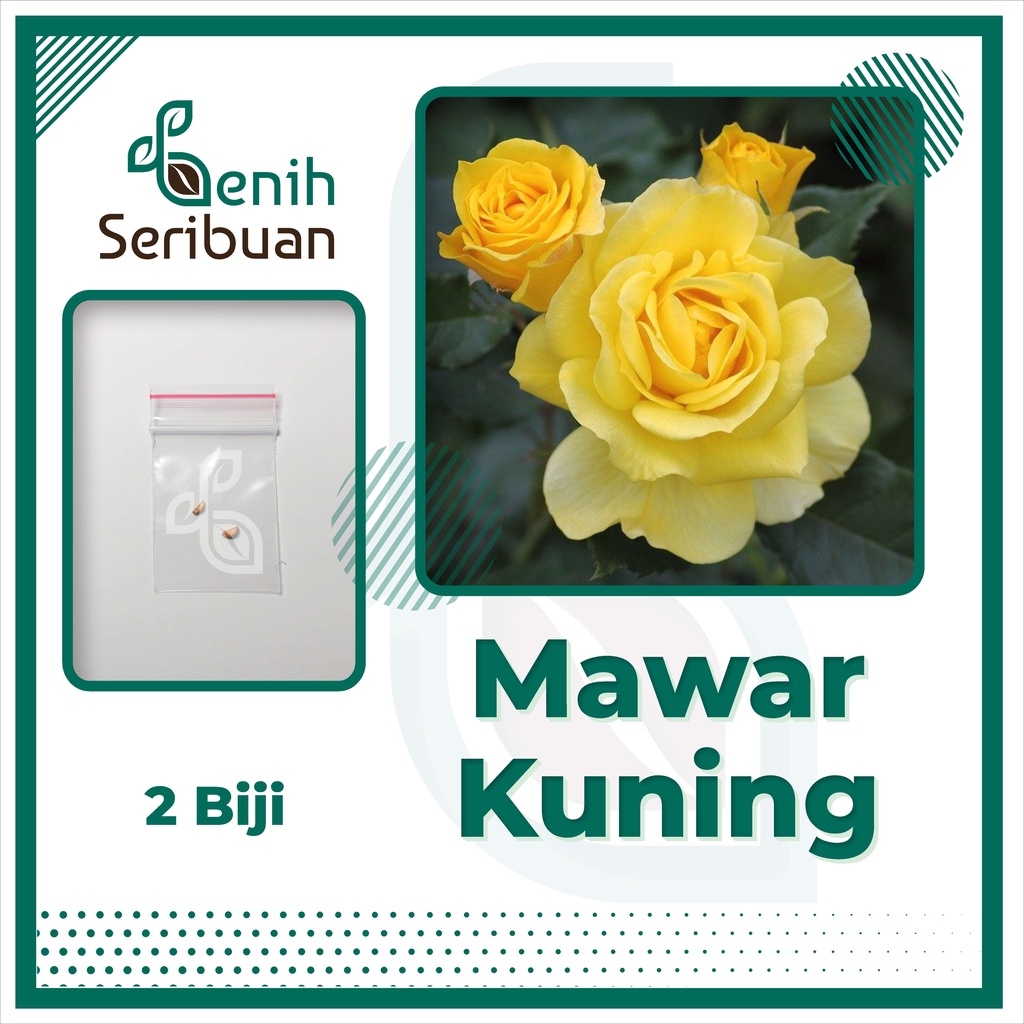 BS-BYL Bibit Bunga Benih Tanaman Bunga Hias Matahari Mawar Aster Vinca Krisan Telang Sunflower Krokot Lavender Marigold Zinnia-MAWAR KUNING