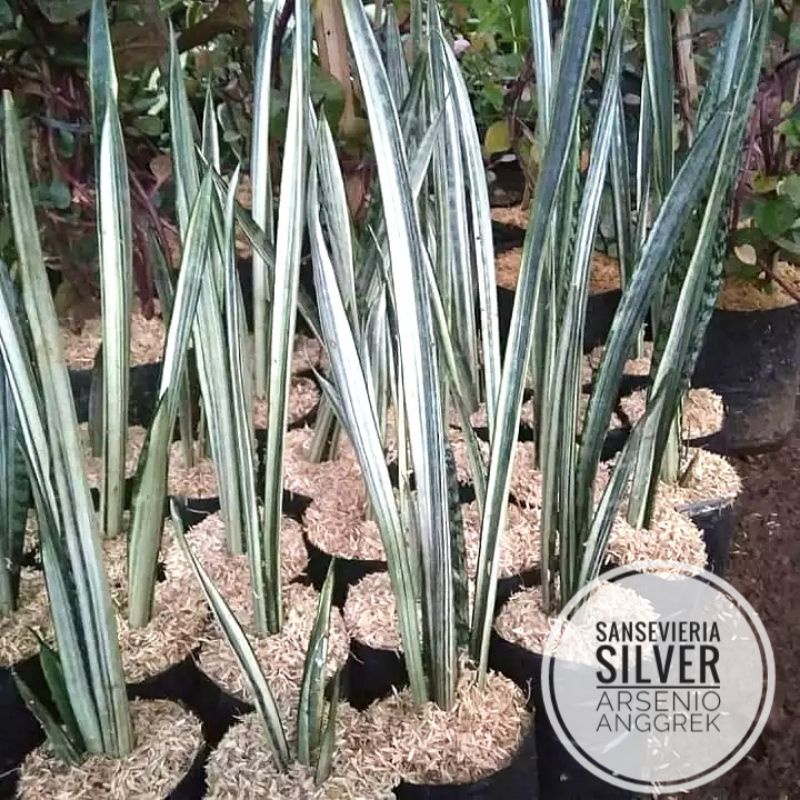 Sansevieria Silver / Sansivera silver