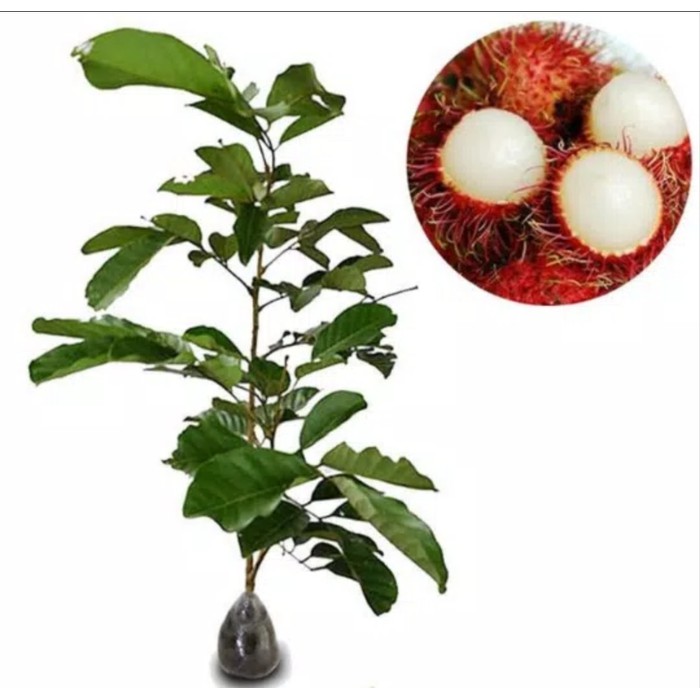 Bibit Buah Rambutan Binjai dan Rapiah