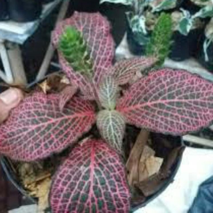 Produk Terbaru Tanaman hias fittonia merah / Tanaman fittonia verschaffeltii red veins