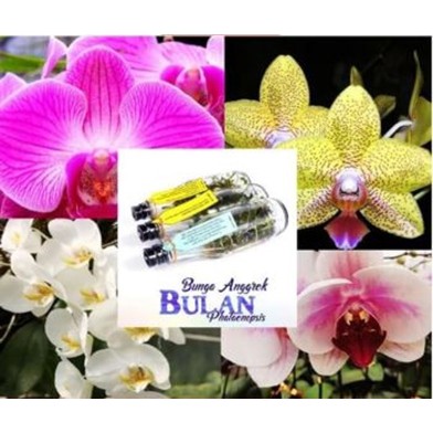 PROMO Bibit Bunga Anggrek BULAN PHALAENOPSIS // Anggrek Botol
