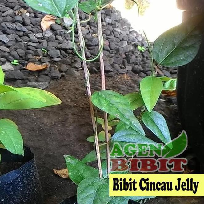 *_* TrM Bibit Tanaman Cincau Jelly Rambat - Pohon Daun Cincau Hijau Herbal C4T