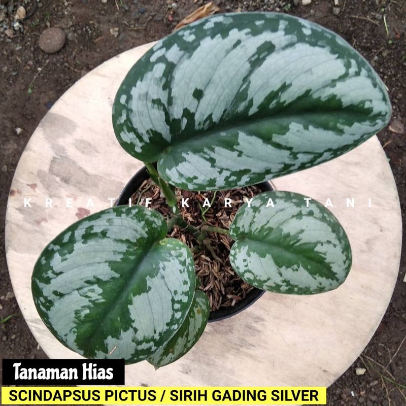 Jual Tanaman Hias Scindapsus Pictus Sirih Gading Silver Produk