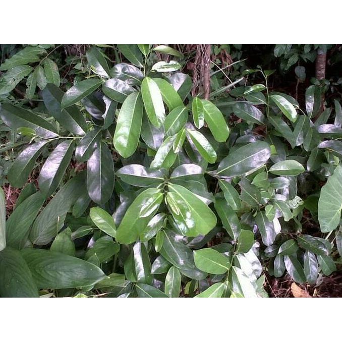 

Herbal877D8Rs9 Daun Sirsak Segar Aman Dikonsumsi ( 100% No Peptisida )