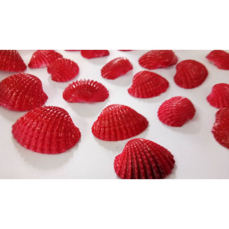 

Cangkang tiram merah isi 50 pcs