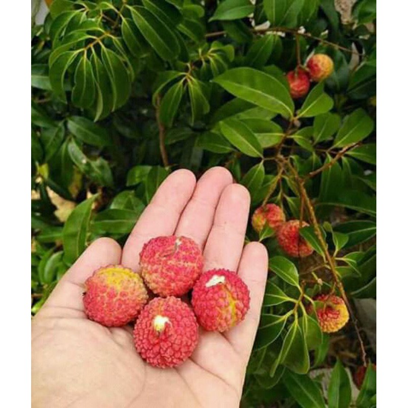 

paket hemat 2 bbt leci merah & kuning bonus bbt srikaya jumbo
