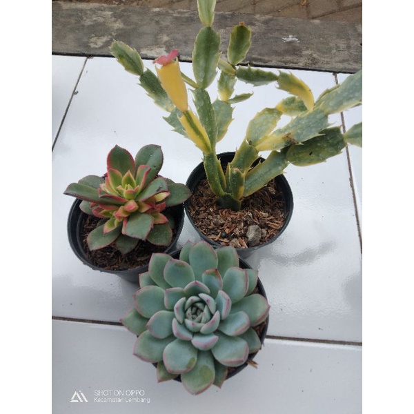 paket sekulen vijaya kusuma