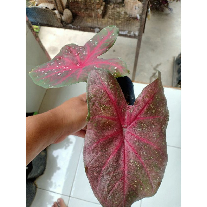 keladi mirzani