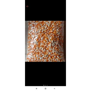 

Jagung kering Temanggung