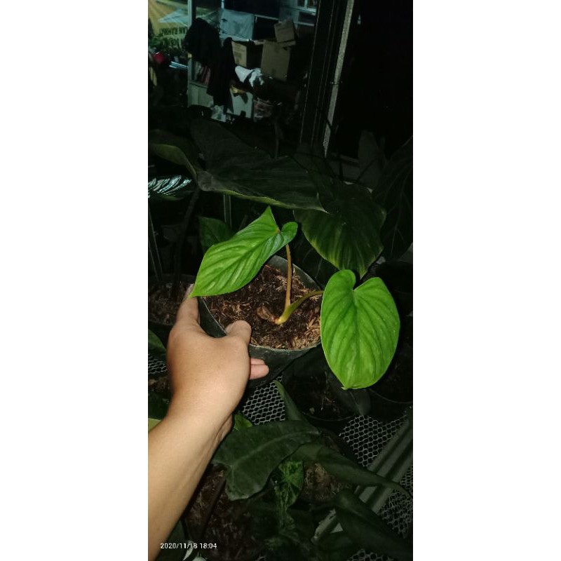 philodendron plowmani