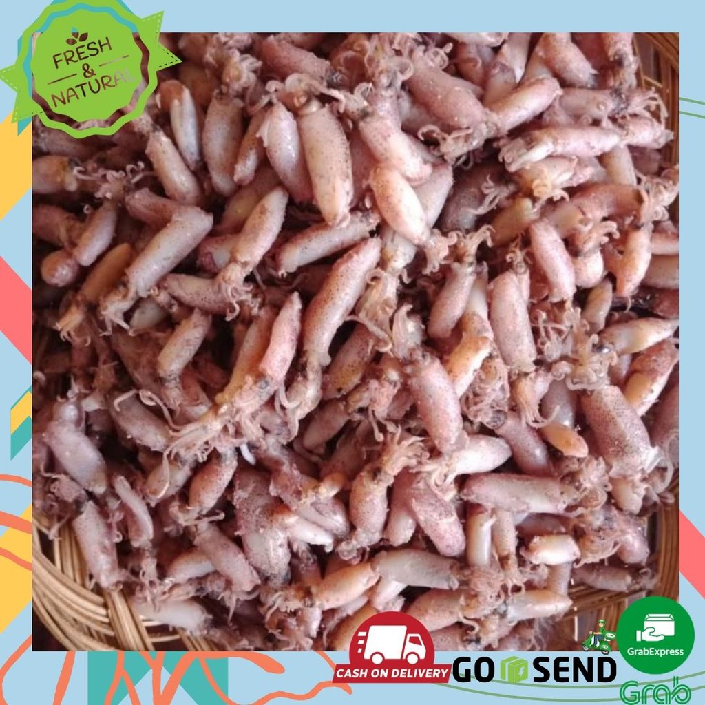 BABY CUMI CUMI KERING ASIN 1 KG 2-4cm FRESH