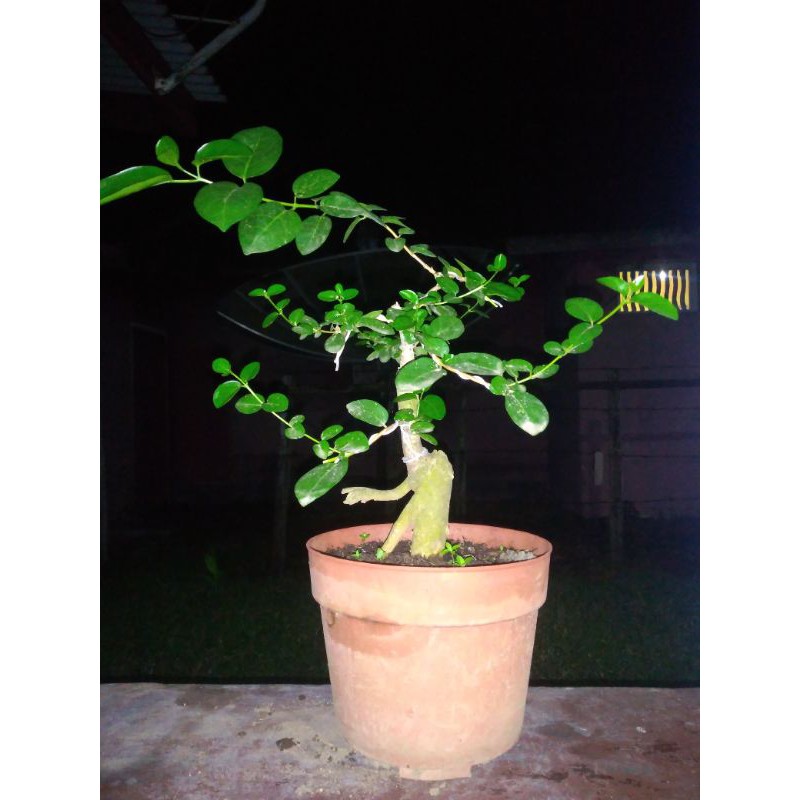 Bonsai Mame Wacang