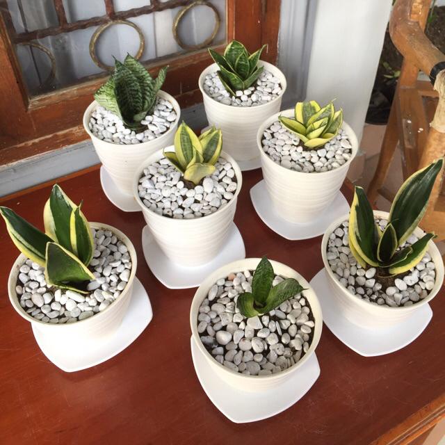 Sansivera Trifasciata / Sansiviera Belang / Sansevieria / Sansivieria