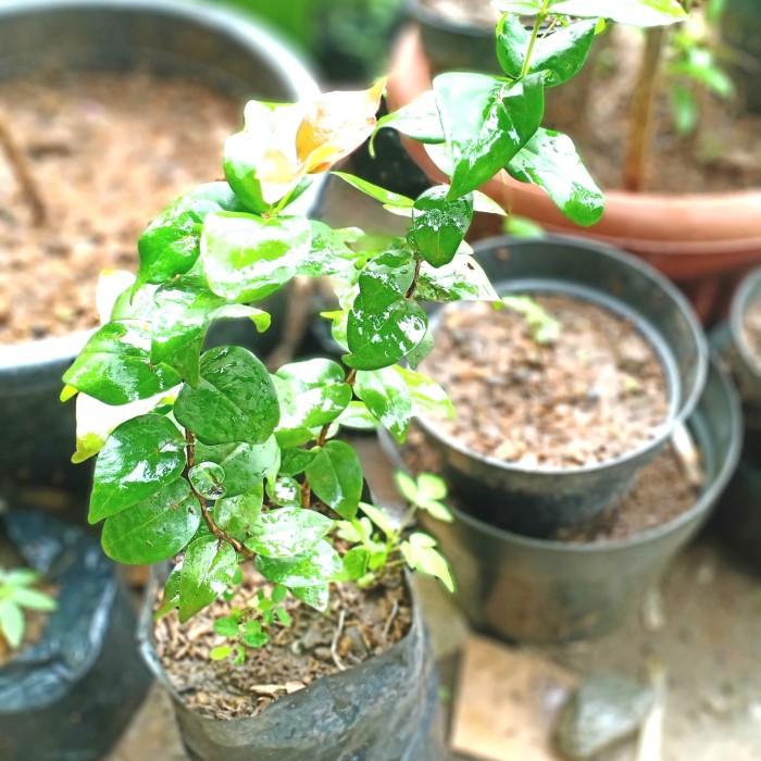 Bibit dewandaru - pohon buah dewandaru