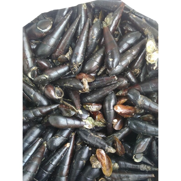 siput/susuh/tutut Laut 1kg