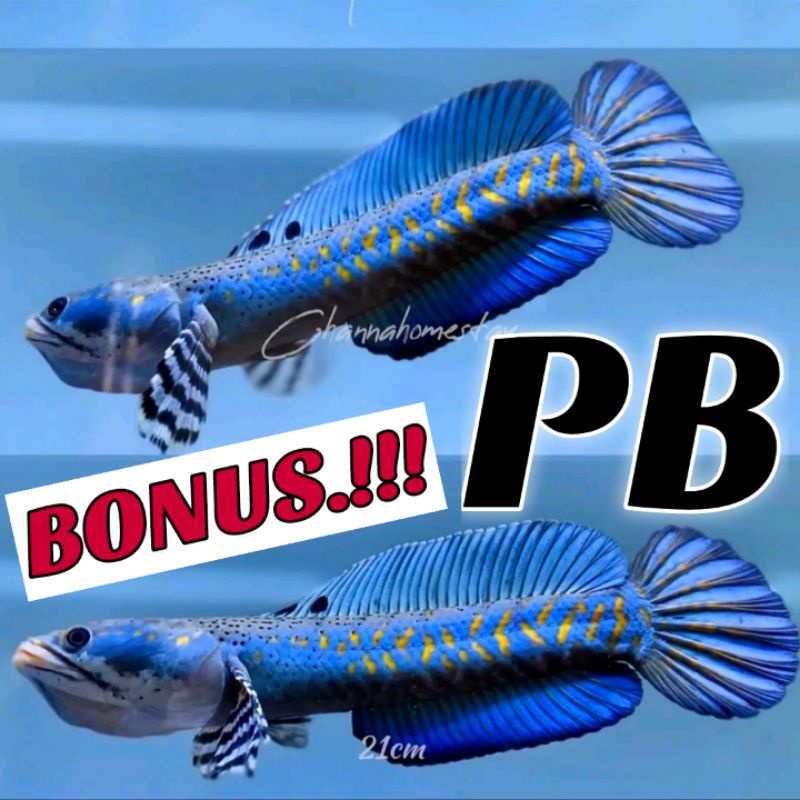 BP 8-9cm kualitas kontes + BONUS PELET PB