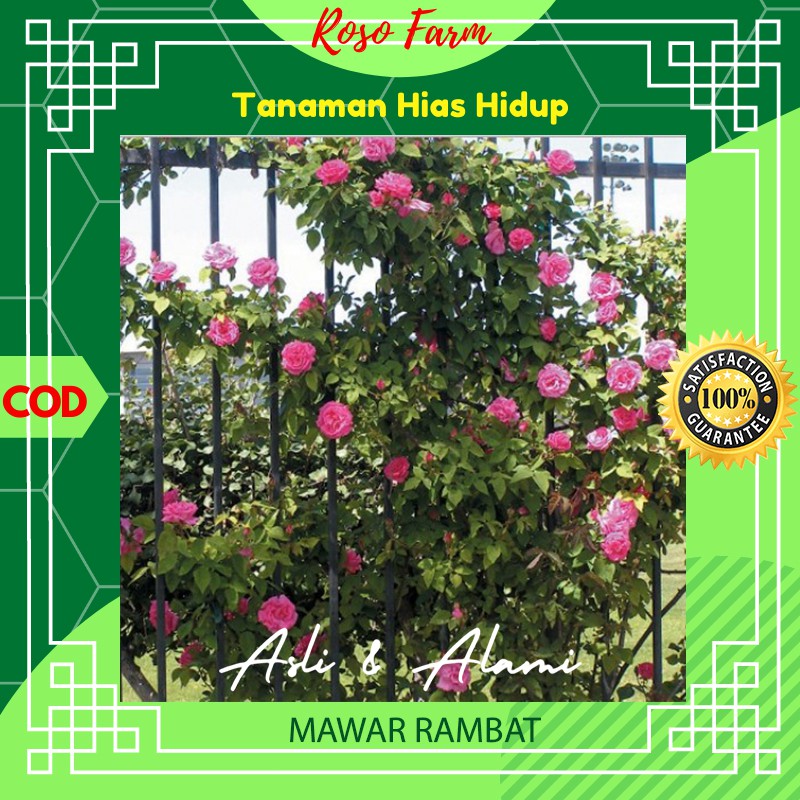 Bunga Mawar Rambat Kebun Berkebun Bibit Benih Bunga Kembang Tanaman Hias Asli Alami Hidup