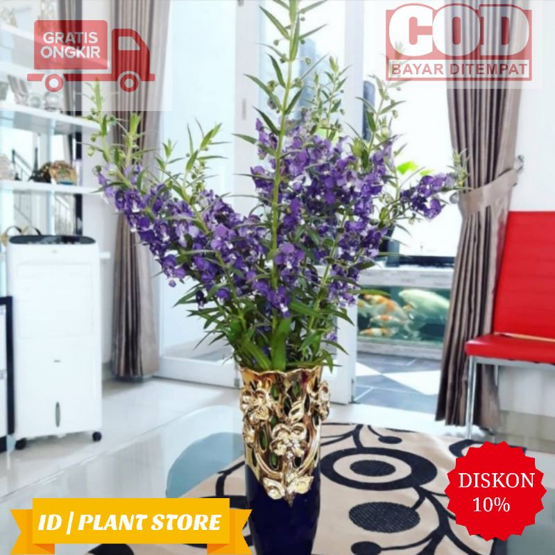 Tanaman hias lavender-lavender pengusir nyamuk-lanvender-tanaman indoor-tanaman hidup-bunga hidup mu