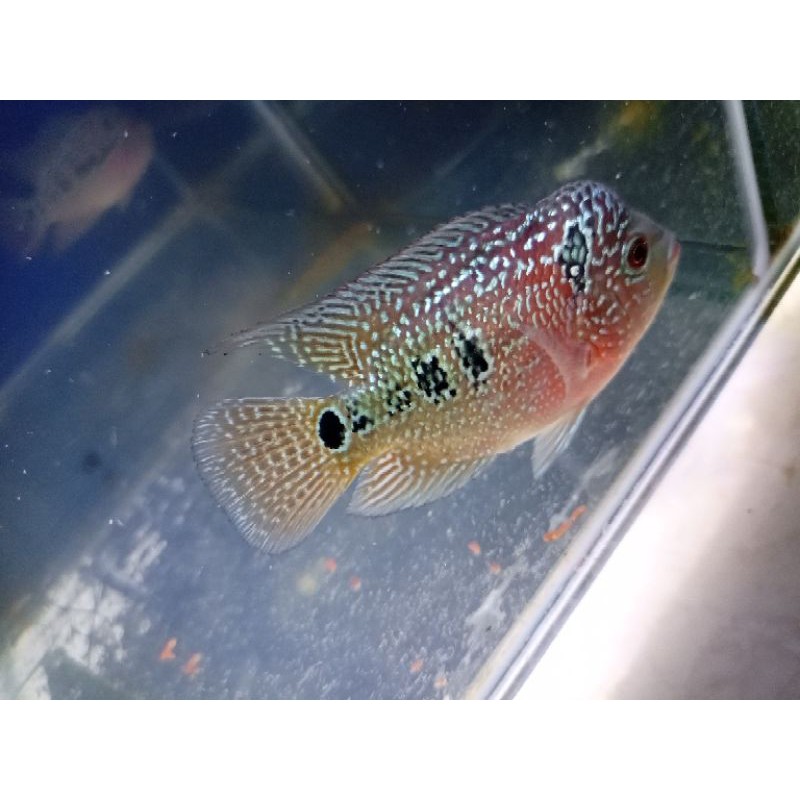 BURAYAK LOUHAN KAMFA ACDC X GB BELI 4 GRATIS 1 EKOR