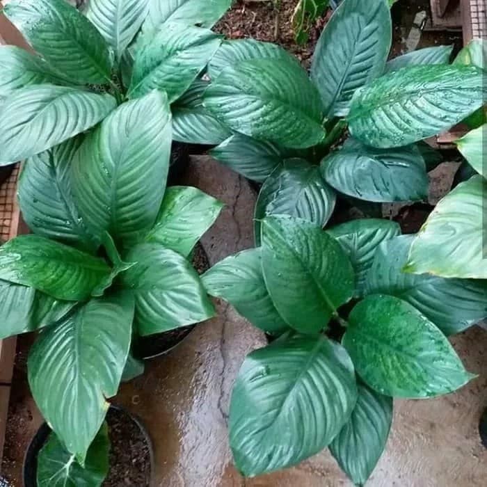 tanaman hias indoor spathiphyllum muana loa giant - peace lily giant