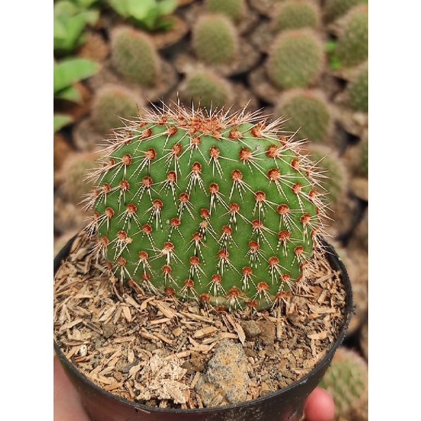 opuntia microdasys/opuntia duri merah