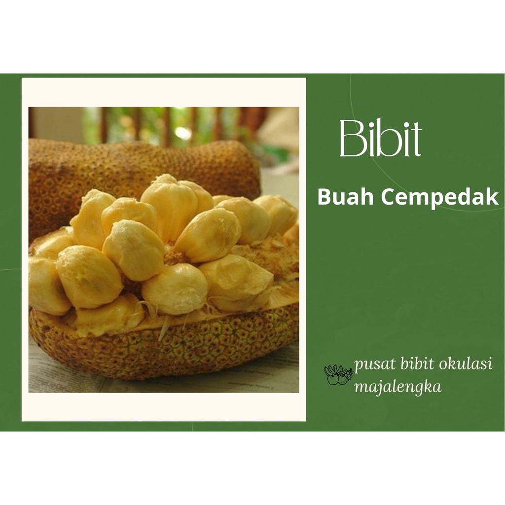 Bibit Buah Cempedak Durian bibit okulasi majalengka