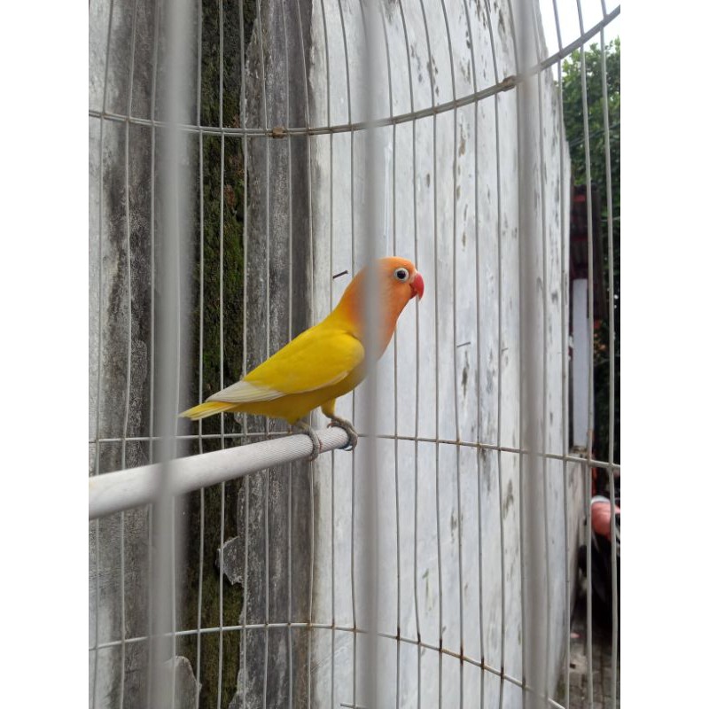 Burung love bird lutino MH standar