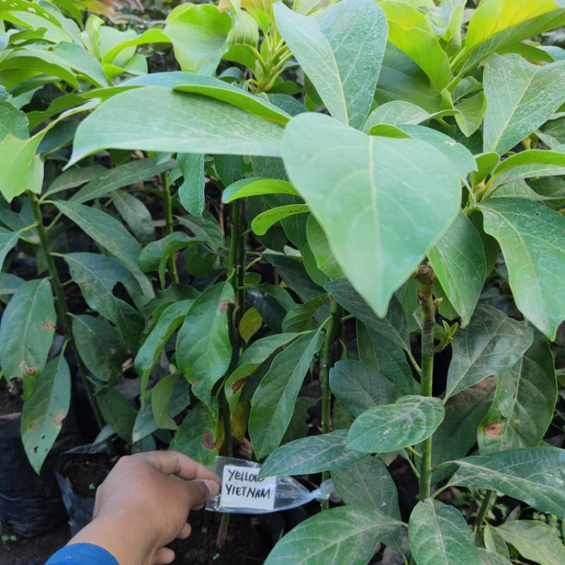Bibit Alpukat Yellow Vietnam