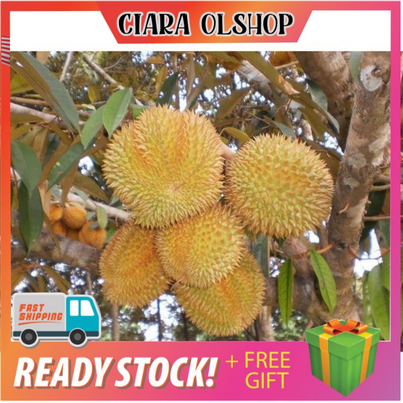 bibit durian monthong Thailand