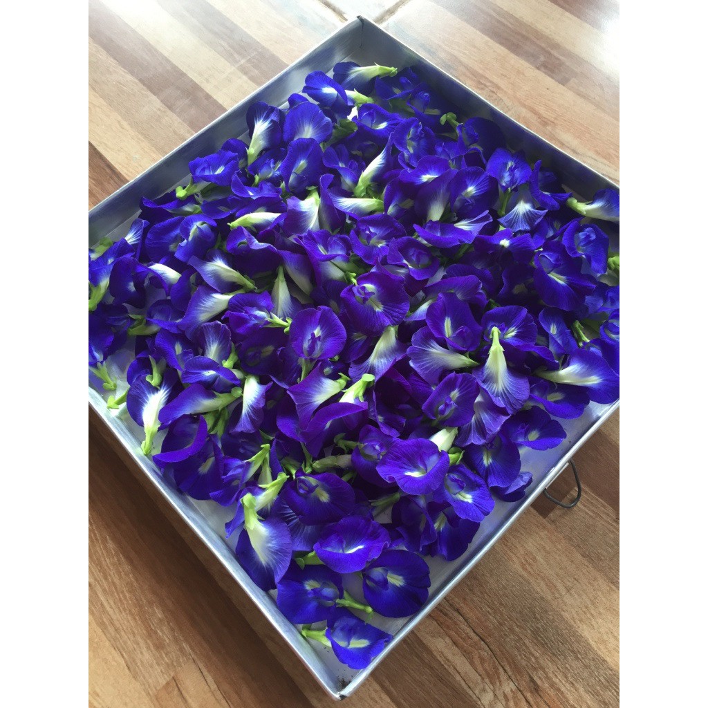 

bunga telangkering/butterflypeaflower/bluetea (10gr) TERMURAH