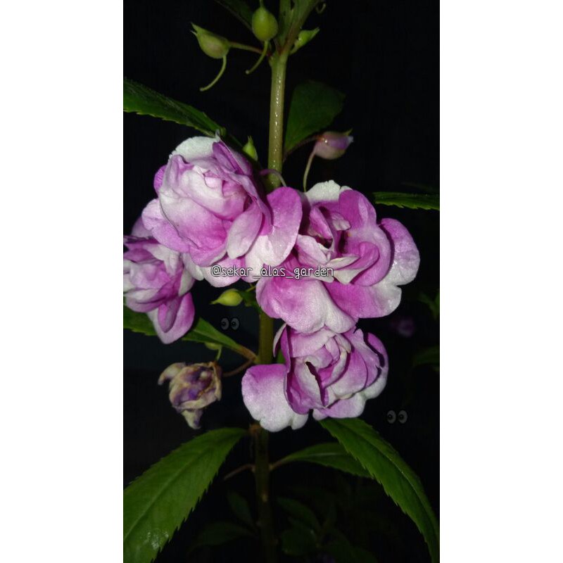 Pacar Air Tumpuk Ungu Gradasi