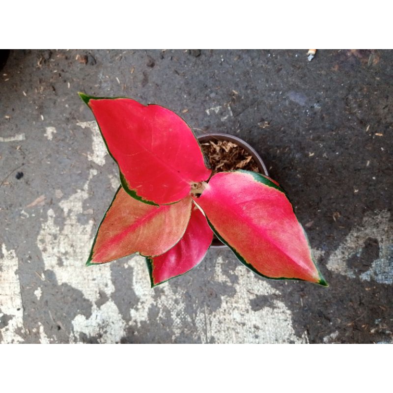 Aglonema Suksom Pelangi Aglonema Suksom Rimbun tanaman hias