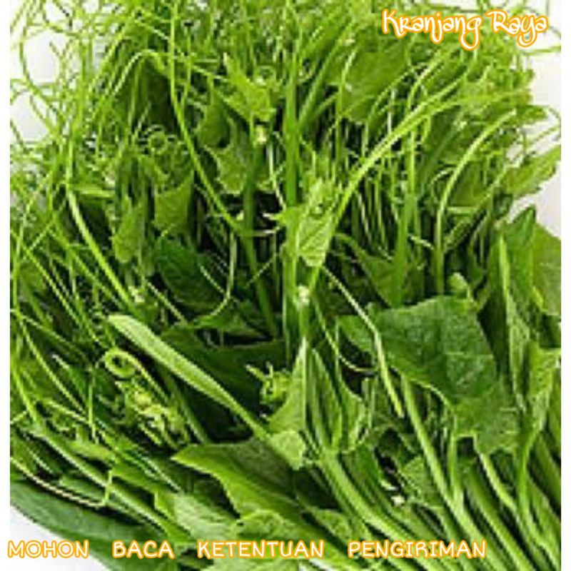 Daun pucuk labu