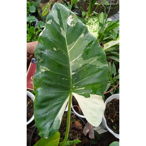 sente varigata/colocasia macrorrhiza varigata