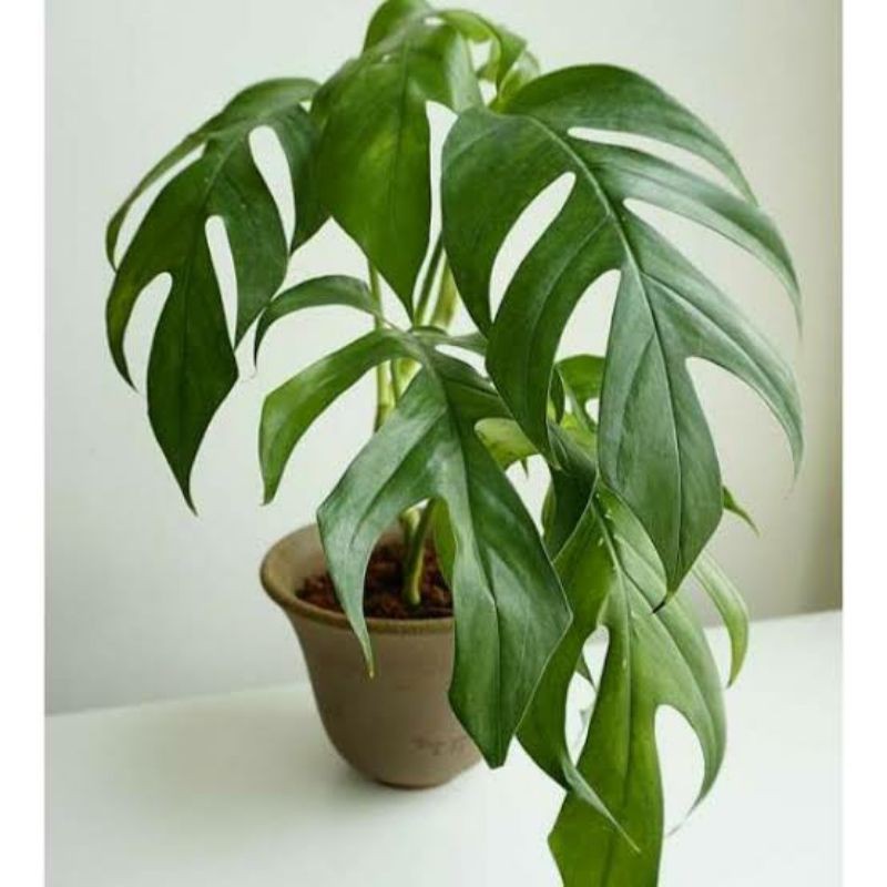 Tanaman Hias Monstera Ekor Naga Daun Jumbo Bisa Cod Shopee Indonesia